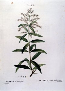 Werbena. Grawerowanie z XIX wieku. autorstwa Unknown artist