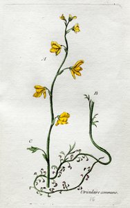 Uricular autorstwa Unknown artist