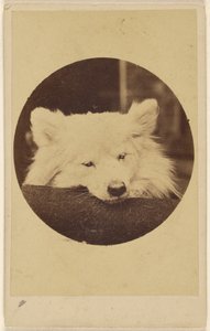 [Biały pies z brodą na poduszce]. autorstwa Unknown artist