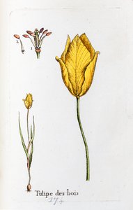 Drewniany tulipan autorstwa Unknown artist