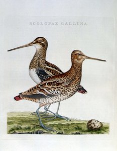 Słonki i jajko (scolopax gallina) - grawer autorstwa Unknown artist