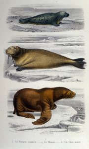 Wykres zoologiczny przedstawiający fokę, morsa i lwa morskiego. 19 wiek autorstwa Unknown artist