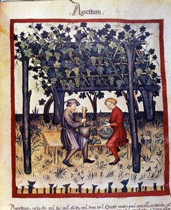 tłoczenie winogron w czasie zbiorów. Oświetlenie z doju medycyny i dietetyki „”Tacuinum sanitatis”” autorstwa Unknown artist