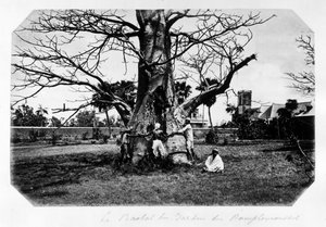 Baobab w ogrodzie grejpfrutowym, Mauritius - w „”Souvenir de l’île Maurice””” XIX wieku (Henri Bernardin de Saint Pierre (Saint-Pierre lub St-Pierre), Paul i Virginia) autorstwa Unknown photographer