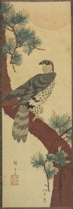 (Hawk on Pine Branch, lato), wrzesień 1853