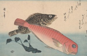 Tilefish, rockfish plan d wasabi road t