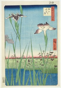 BM.Cat.440 Irysy w Horikin, nr 56 z serii „100 widoków Edo”, („Meisho Edo hyakkei”), wyd. 1857, (kolorowy drzeworyt)