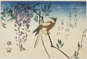 Wilga czarnowłosa i glicynia autorstwa Utagawa Hiroshige