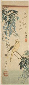 Kanaryjskie i wisteria autorstwa Utagawa Hiroshige