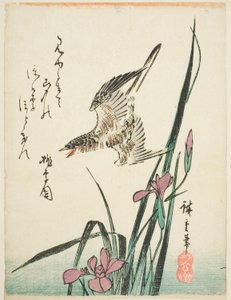 Kukułka przelatująca nad tęczówką autorstwa Utagawa Hiroshige