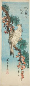 Sokół na porośniętej bluszczem gałęzi sosny autorstwa Utagawa Hiroshige