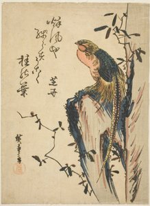 Bażant złocisty autorstwa Utagawa Hiroshige