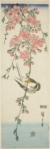 Sikora bogatka i kwiaty wiśni autorstwa Utagawa Hiroshige