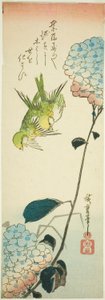 Zielone ptaki i hortensje autorstwa Utagawa Hiroshige
