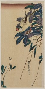 Grubodziób i Clematis autorstwa Utagawa Hiroshige
