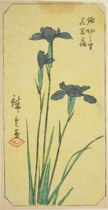 Wprowadzony w Horikiri Viage (Horikiri no Sato Hanadokorobu), ``Horikiri-no-Sato Hanadokoro-bu