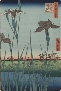 Irysy Horikiri z serii Sto słynnych widoków Edo autorstwa Utagawa Hiroshige
