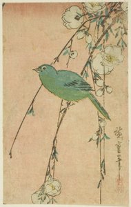 Japońska białooka i płacząca wiśnia autorstwa Utagawa Hiroshige