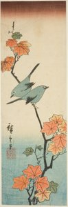 Japońskie białe oczy na gałęzi klonu autorstwa Utagawa Hiroshige