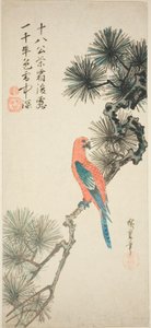 Ara na gałęzi sosny autorstwa Utagawa Hiroshige