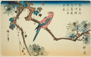 Ara na gałęzi sosny autorstwa Utagawa Hiroshige