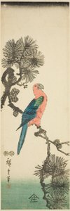 Ara na gałęzi sosny autorstwa Utagawa Hiroshige