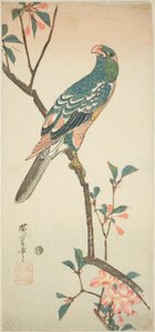 Papuga na kwitnącej gałęzi autorstwa Utagawa Hiroshige