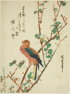 Papuga na śliwy autorstwa Utagawa Hiroshige