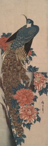 Paw i piwonie autorstwa Utagawa Hiroshige