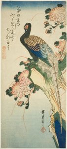 Bażant i chryzantemy autorstwa Utagawa Hiroshige