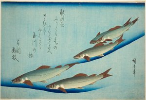 Pstrąg potokowy autorstwa Utagawa Hiroshige