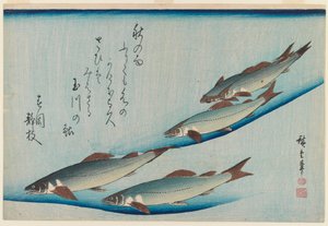 Szkoła pstrąga pięciomiejscowego z serii Ryby, ok. 1835 (kolorowy nadruk w drewnie) autorstwa Utagawa Hiroshige
