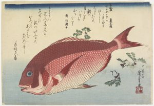 Dorada i Sansho_Sprigs, c. 1832