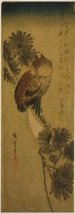 Mała sowa rogata, sosna i półksiężyc autorstwa Utagawa Hiroshige
