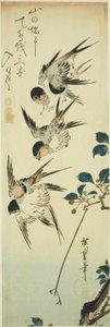 Jaskółki i kwitnąca gałąź autorstwa Utagawa Hiroshige