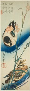 Dwie kaczki pływające wśród trzcin autorstwa Utagawa Hiroshige