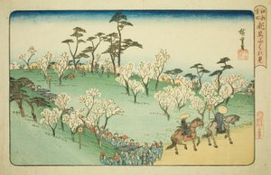 Oglądanie Kwiatów Wiśni na Wzgórzu Asuka (Asukayama hanami), z serii „Słynne miejsca w Edo (Koto meisho)” autorstwa Utagawa Hiroshige