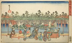 Wisteria w Kameido (Kameido Tenjin fuji hana), z serii „Słynne miejsca we wschodniej stolicy (Toto meisho)” autorstwa Utagawa Hiroshige