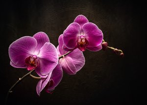 Blask fioletowej orchidei autorstwa Vadim Kulinsky