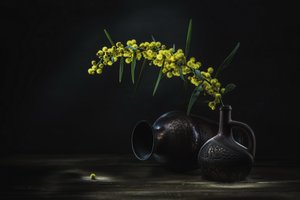 Martwa natura z żółtą mimozą