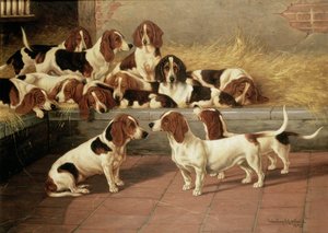 Basset Hounds w hodowli, 1894