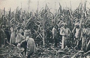 Plantacja trzciny cukrowej, 1916