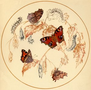 „Paw, mały szylkret i motyle przecinkowe…”, lata 30., 1945. autorstwa Vere Temple