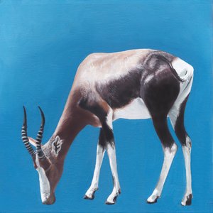 Bontebok kontra Blue
