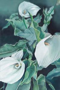 Eleganckie lilie calla