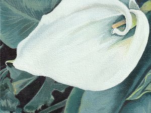 Elegancki kwiat lilii calla
