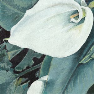 Elegancka biała lilia calla