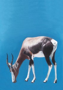 Pasąca się antylopa blesbok