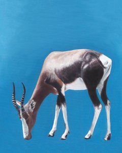 Pasąca się antylopa bontebok