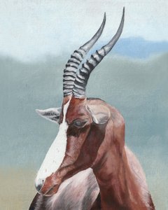 Profil majestatycznego blesboka